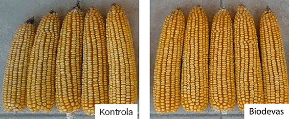 Biostymulator Kameha – atut w uprawie kukurydzy