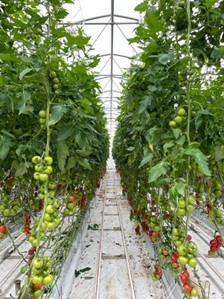 Poprawa produktywności pomidorów w uprawie bezglebowej