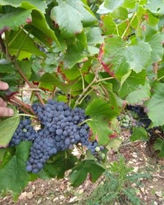 Zarządzanie stresem wodnym w uprawie winorośli za pomocą ActiBosca oraz MC Boron